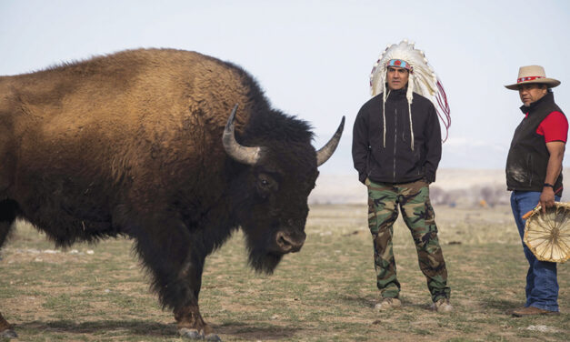 In Wyoming, The Eastern  Shoshone Tribe Decided To Classify Buffalo As Wildlife. Here Is Why