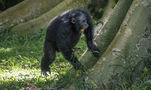 Chimpanzees Drum With Purpose