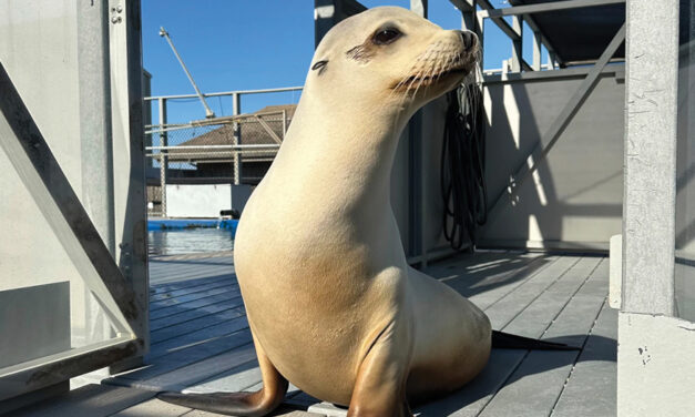 Scientists Once Thought Only Humans Could Bob To Music. Ronan The Sea Lion Helped Prove Them Wrong