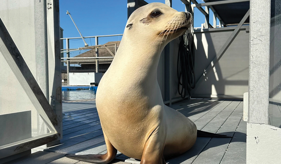 Scientists Once Thought Only Humans Could Bob To Music. Ronan The Sea Lion Helped Prove Them Wrong