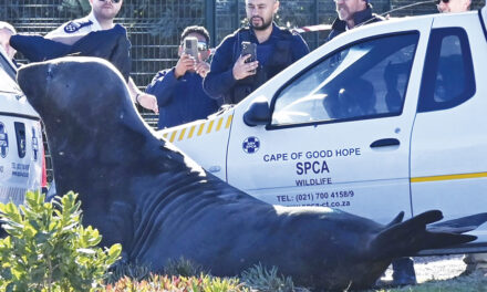 A Large Elephant Seal Is Found Lumbering Along A South  African Coastal Street