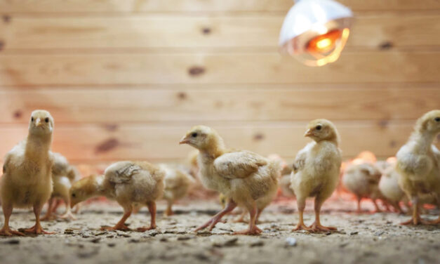 Shipment Of Thousands Of Chicks Found In USPS Truck