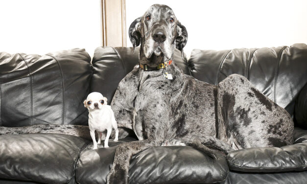World’s Tallest And Smallest Dogs Meet Up For A Playdate