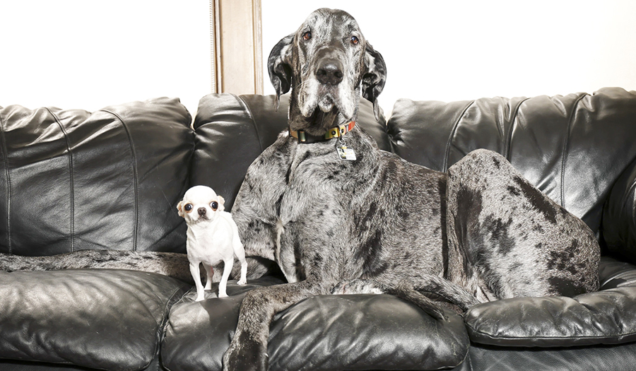 World’s Tallest And Smallest Dogs Meet Up For A Playdate