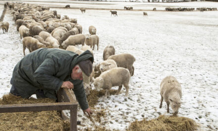 Yes, New Zealand Still Has More Sheep Than People