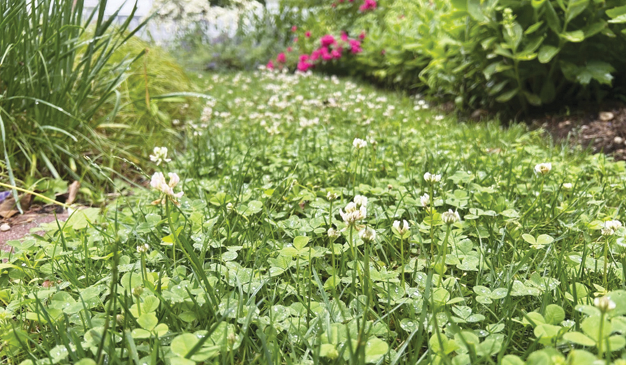 Weeds Aren’t Just Nuisances, They’re Messengers. Here’s What They Can Tell You