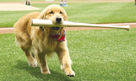 Nationals’ Bat Retrieving Dog Bruce Makes MLB Debut