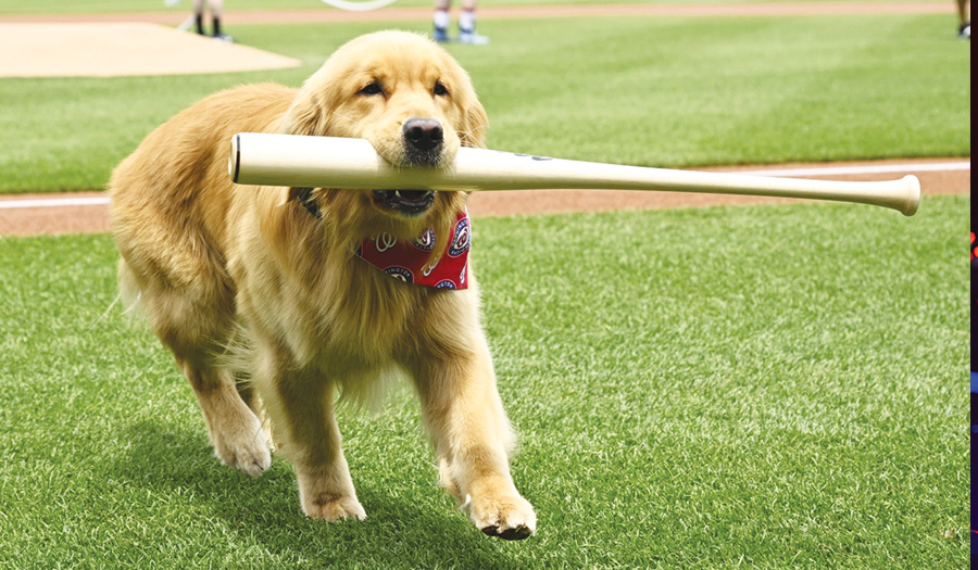 Nationals’ Bat Retrieving Dog Bruce Makes MLB Debut