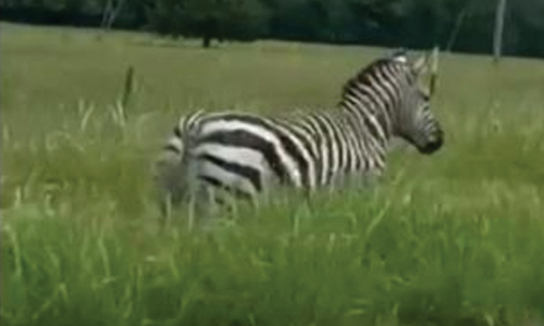 A Runaway Pet Zebra Has Been Captured In Tennessee