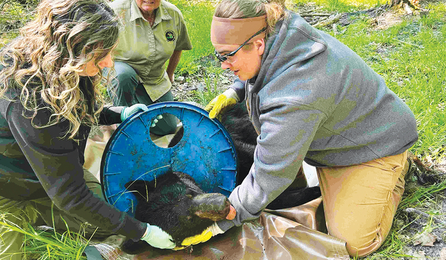 Michigan Bear Roamed The Woods For Two Years With An Awful Lid On His Neck
