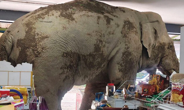 A Hungry Wild Elephant Raids A Grocery Store In Thailand