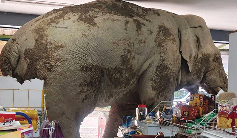 A Hungry Wild Elephant Raids A Grocery Store In Thailand