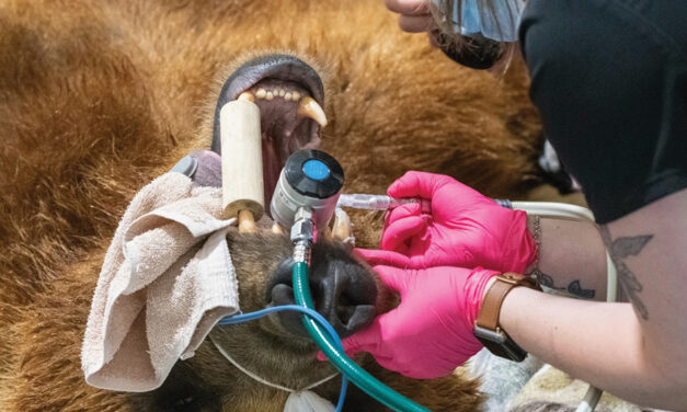 A Brown Bear Has A New Shiny Smile After Getting A Metal Crown For A Canine Tooth