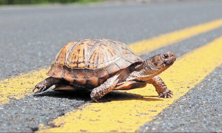 Thou Shalt Not Roadkill