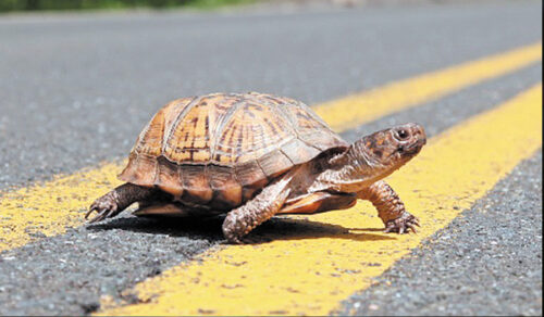 Thou Shalt Not Roadkill