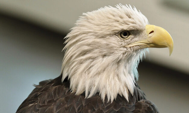 Bald Eagle’s New Status As The Official US Bird Brings Pride To Many Native Americans