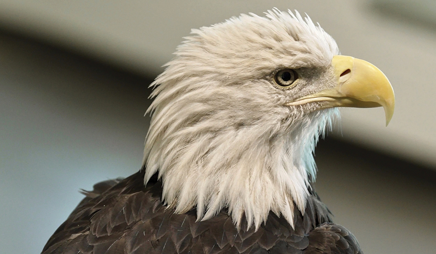 Bald Eagle’s New Status As The Official US Bird Brings Pride To Many Native Americans