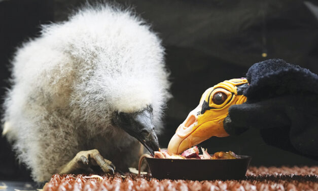 Zookeepers Turn Into Puppeteers To Save Baby Vultures