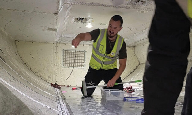 Snake On A Plane Delays A Flight In Australia