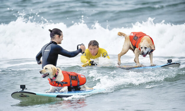 Top Surfing Dogs Catching Waves At Huntington Beach