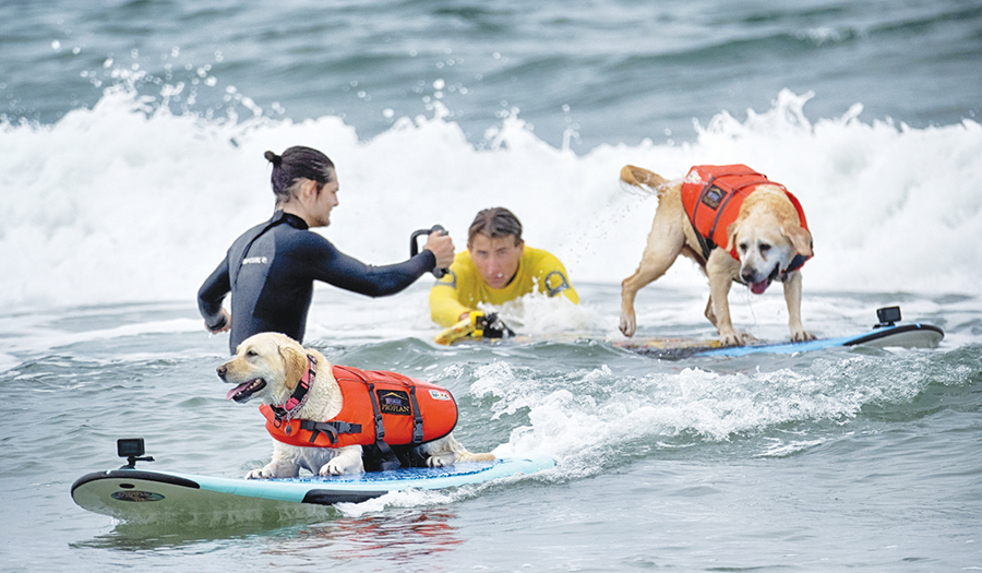 Top Surfing Dogs Catching Waves At Huntington Beach