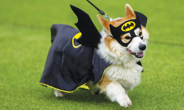 More Than 100 Teams Compete In International Corgi Race