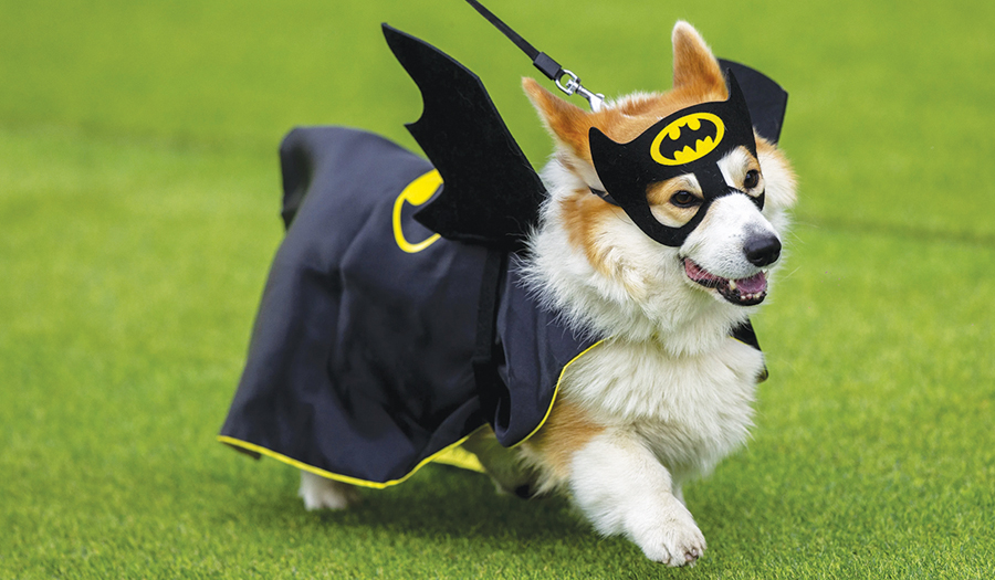 More Than 100 Teams Compete In International Corgi Race