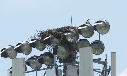 Ospreys Light Pole Disrupts High School’s Fall Sports Season
