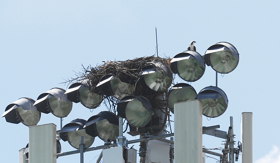 Ospreys Light Pole Disrupts High School’s Fall Sports Season