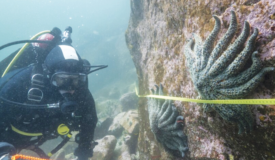 Scientists Say They Have Solved The Mystery Of What Killed More Than 5 Billion Sea Stars