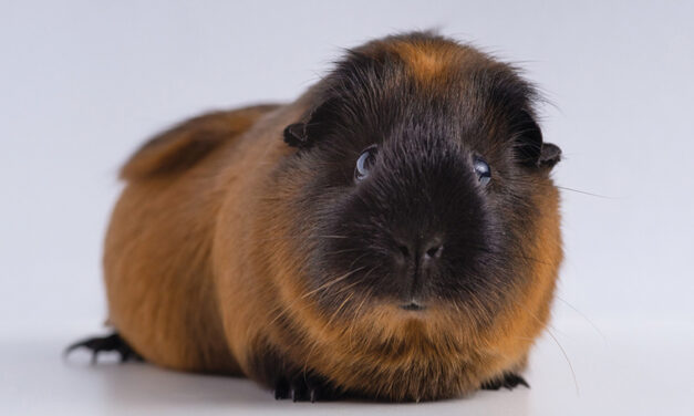 Denmark Zoo Asks People To Donate Their Small Pets As Food For Captive Predators
