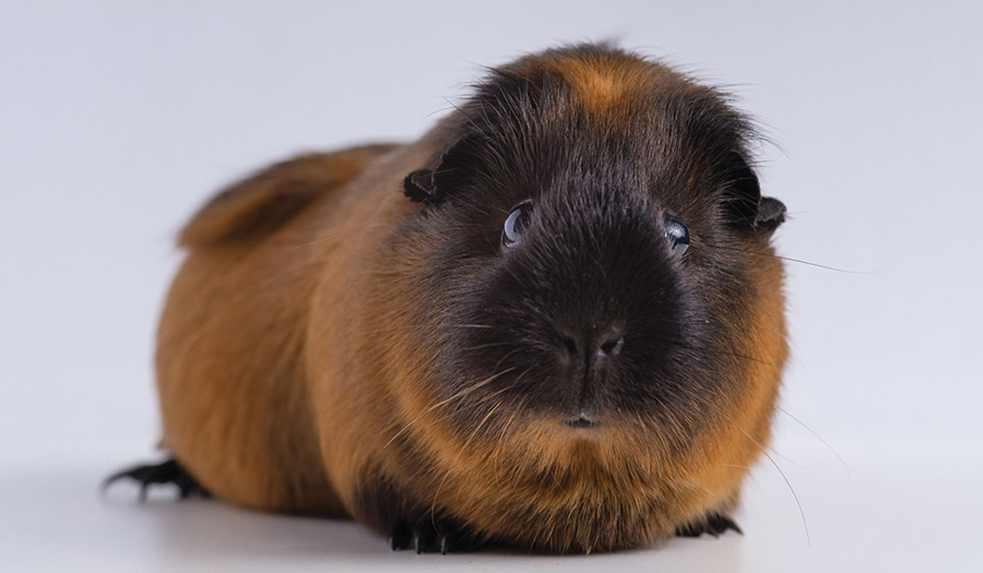 Denmark Zoo Asks People To Donate Their Small Pets As Food For Captive Predators