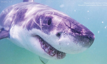 Great White Sharks Head North, Following Seals And Alarming Beachgoers