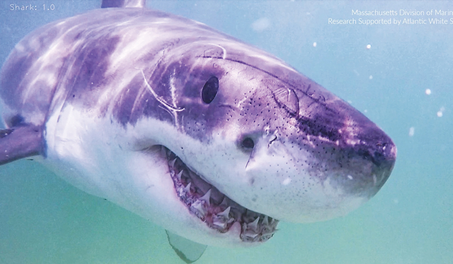 Great White Sharks Head North, Following Seals And Alarming Beachgoers