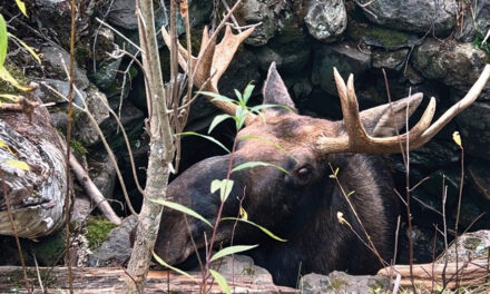 Maine Wardens Rescue Moose Trapped  For Hours In Abandoned Well