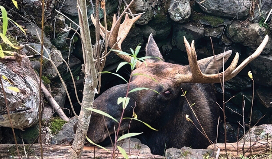 Maine Wardens Rescue Moose Trapped  For Hours In Abandoned Well