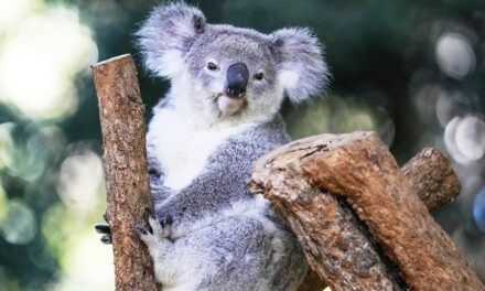 Australia Approves World-First Vaccine To Save Koalas  From The STD Chlamydia