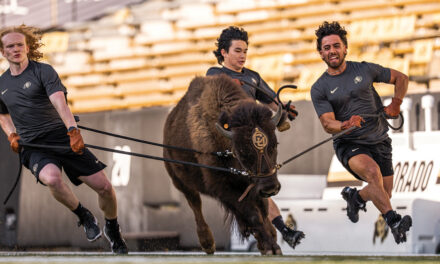 Colorado To Debut New Live 700 Pound Buffalo Mascot