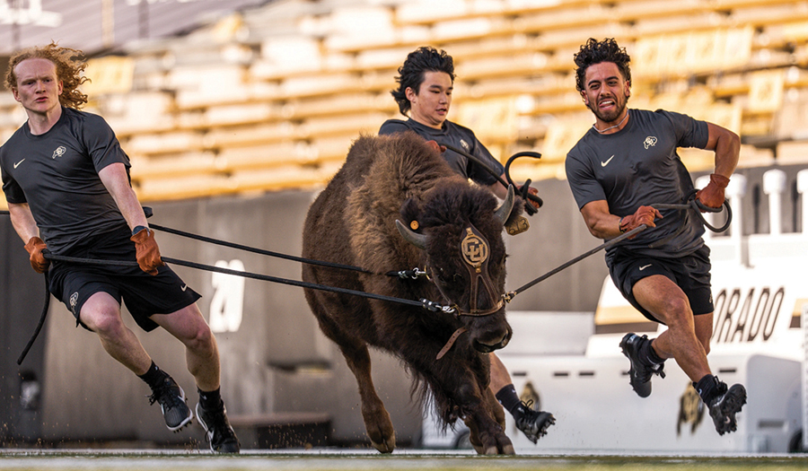 Colorado To Debut New Live 700 Pound Buffalo Mascot