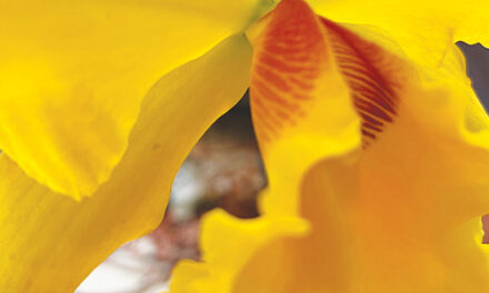 Ironwood Estate Orchids Annual Open House, Sept. 13 – Sept. 19