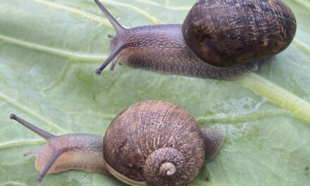 Ned Is A Nice Snail, But A Rare Shell Means A Bad Love Life