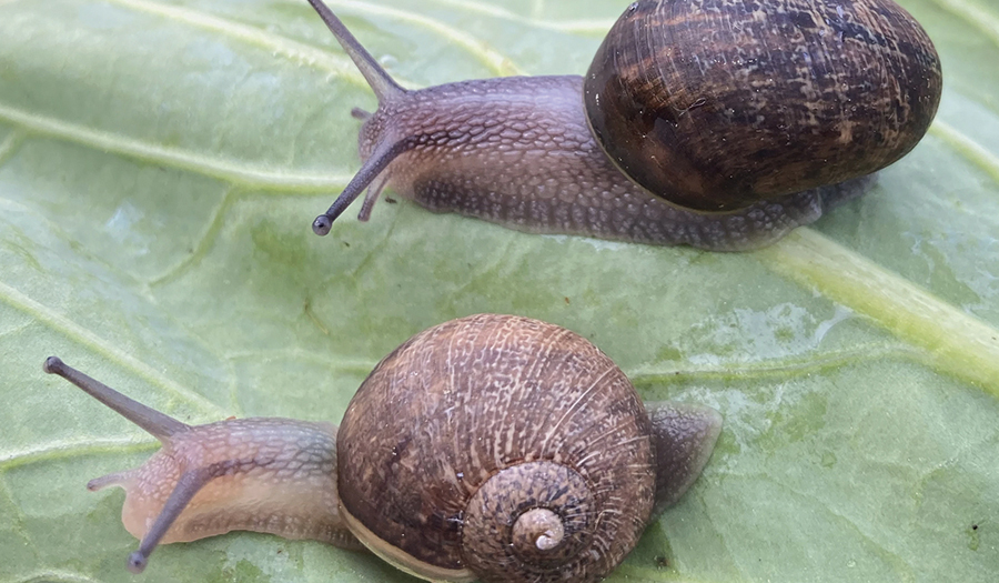 Ned Is A Nice Snail, But A Rare Shell Means A Bad Love Life
