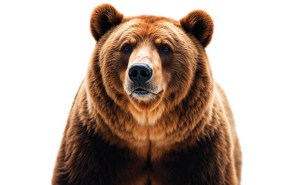 Bear Decides To Go Shopping In Arizona Grocery Store