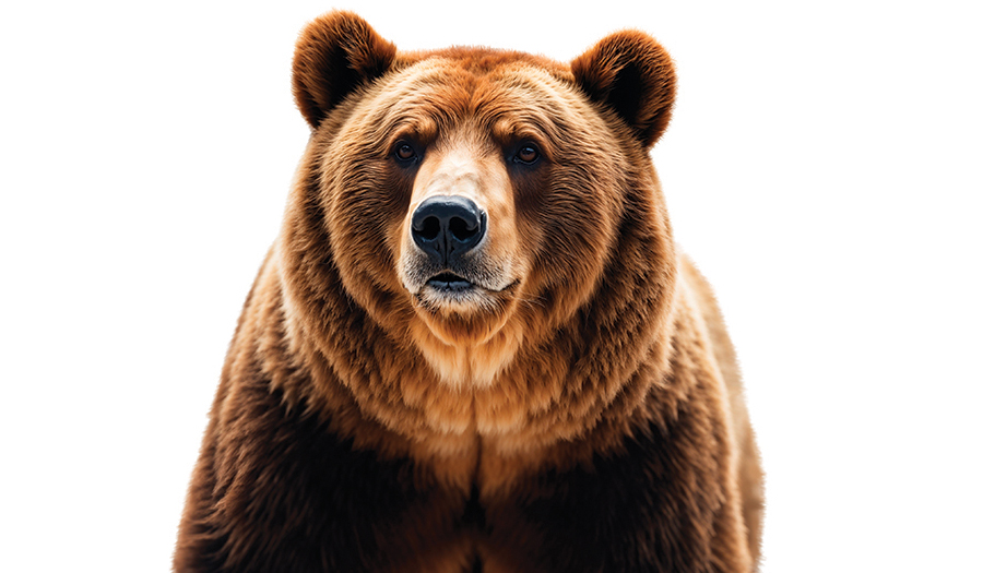 Bear Decides To Go Shopping In Arizona Grocery Store