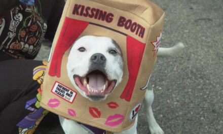 Dozens Of Costumed Canines Get Their Chance To Trick-Or-Treating At Howloween Event