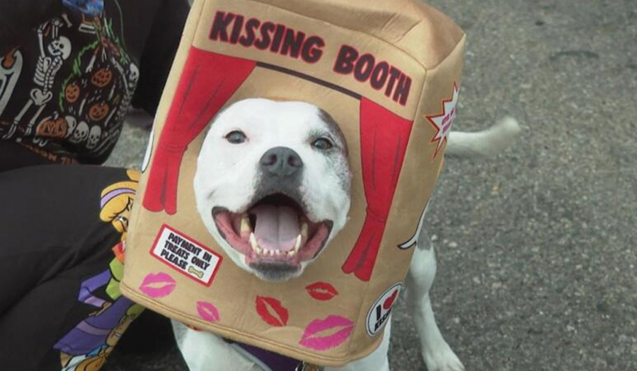 Dozens Of Costumed Canines Get Their Chance To Trick-Or-Treating At Howloween Event
