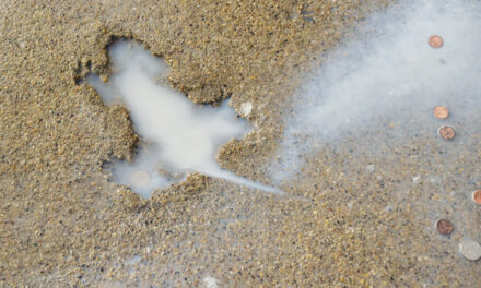 Researchers Say Some Other Critter Likely Created  ‘Rat Hole’ Sidewalk Landmark