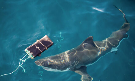 New Bite-Resistant Wetsuits Can Reduce Shark Bites