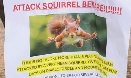 ‘Very Mean Squirrel’ Seeking Food Has Sent People To The ER