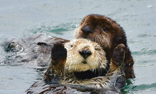 Baby Sea Otter Is Reunited With Mother In California